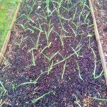 Wood chip bed mulched for winter