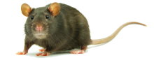 a rat